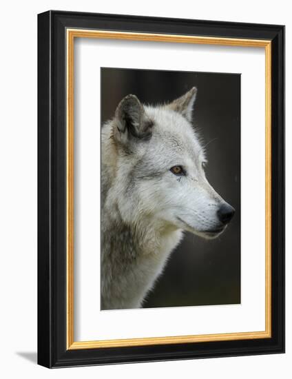 Gray Wolf, Canis lupus, Yellowstone, Montana.-Maresa Pryor-Framed Photographic Print