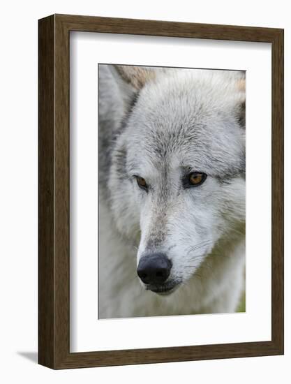 Gray Wolf, Canis lupus, Yellowstone, Montana.-Maresa Pryor-Framed Photographic Print