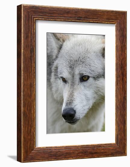 Gray Wolf, Canis lupus, Yellowstone, Montana.-Maresa Pryor-Framed Photographic Print