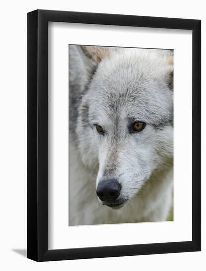 Gray Wolf, Canis lupus, Yellowstone, Montana.-Maresa Pryor-Framed Photographic Print