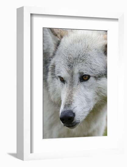 Gray Wolf, Canis lupus, Yellowstone, Montana.-Maresa Pryor-Framed Photographic Print