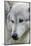 Gray Wolf, Canis lupus, Yellowstone, Montana.-Maresa Pryor-Mounted Photographic Print