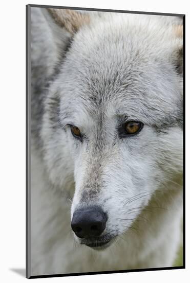 Gray Wolf, Canis lupus, Yellowstone, Montana.-Maresa Pryor-Mounted Photographic Print