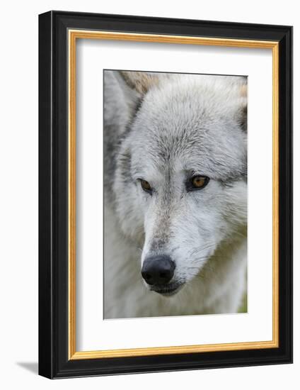 Gray Wolf, Canis lupus, Yellowstone, Montana.-Maresa Pryor-Framed Photographic Print