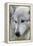Gray Wolf, Canis lupus, Yellowstone, Montana.-Maresa Pryor-Framed Premier Image Canvas