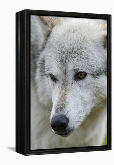 Gray Wolf, Canis lupus, Yellowstone, Montana.-Maresa Pryor-Framed Premier Image Canvas