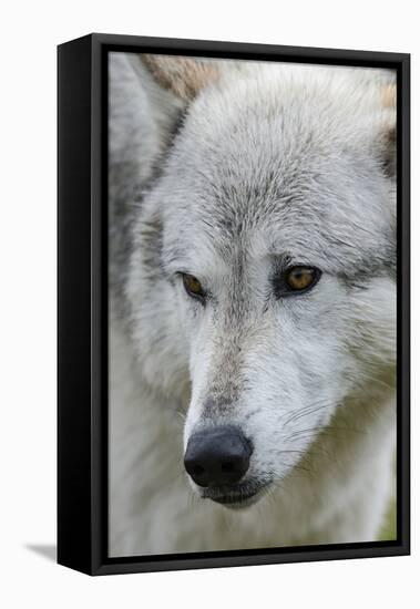 Gray Wolf, Canis lupus, Yellowstone, Montana.-Maresa Pryor-Framed Premier Image Canvas