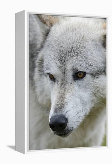 Gray Wolf, Canis lupus, Yellowstone, Montana.-Maresa Pryor-Framed Premier Image Canvas