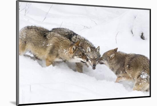 Gray Wolf During Winter in National Park Bavarian Forest. Bavaria, Germany-Martin Zwick-Mounted Photographic Print