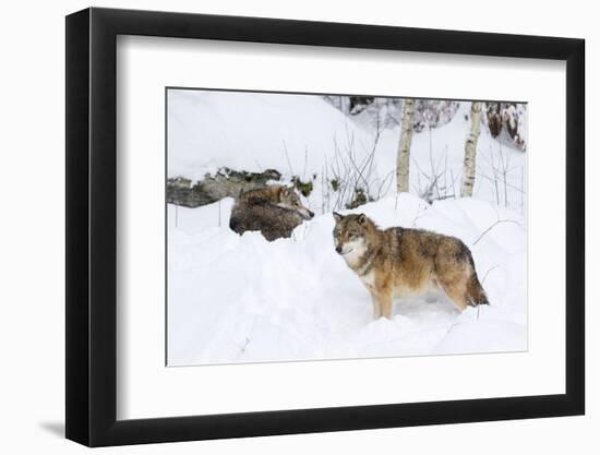 Gray Wolf During Winter in National Park Bavarian Forest. Bavaria, Germany-Martin Zwick-Framed Photographic Print