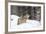 Gray Wolf During Winter in National Park Bavarian Forest. Bavaria, Germany-Martin Zwick-Framed Photographic Print