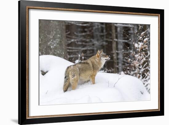 Gray Wolf During Winter in National Park Bavarian Forest. Bavaria, Germany-Martin Zwick-Framed Photographic Print