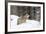 Gray Wolf During Winter in National Park Bavarian Forest. Bavaria, Germany-Martin Zwick-Framed Photographic Print