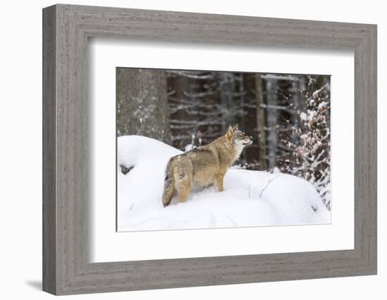 Gray Wolf During Winter in National Park Bavarian Forest. Bavaria, Germany-Martin Zwick-Framed Photographic Print