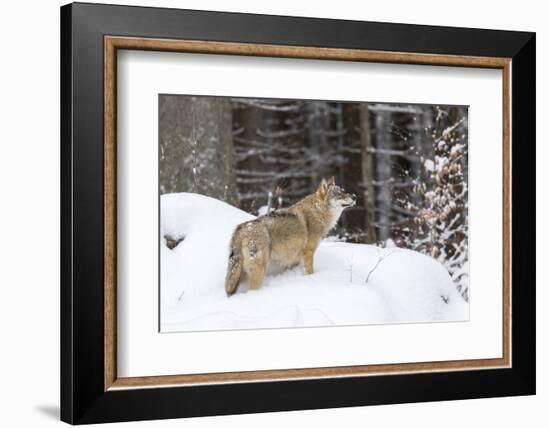 Gray Wolf During Winter in National Park Bavarian Forest. Bavaria, Germany-Martin Zwick-Framed Photographic Print