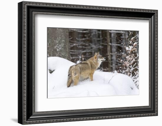 Gray Wolf During Winter in National Park Bavarian Forest. Bavaria, Germany-Martin Zwick-Framed Photographic Print