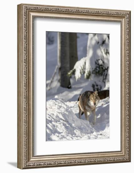 Gray Wolf During Winter in National Park Bavarian Forest. Bavaria, Germany-Martin Zwick-Framed Photographic Print