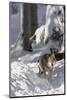 Gray Wolf During Winter in National Park Bavarian Forest. Bavaria, Germany-Martin Zwick-Mounted Photographic Print