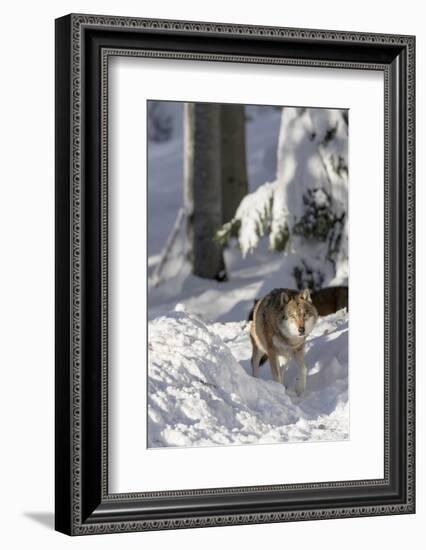 Gray Wolf During Winter in National Park Bavarian Forest. Bavaria, Germany-Martin Zwick-Framed Photographic Print