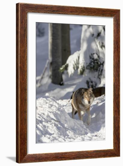 Gray Wolf During Winter in National Park Bavarian Forest. Bavaria, Germany-Martin Zwick-Framed Photographic Print