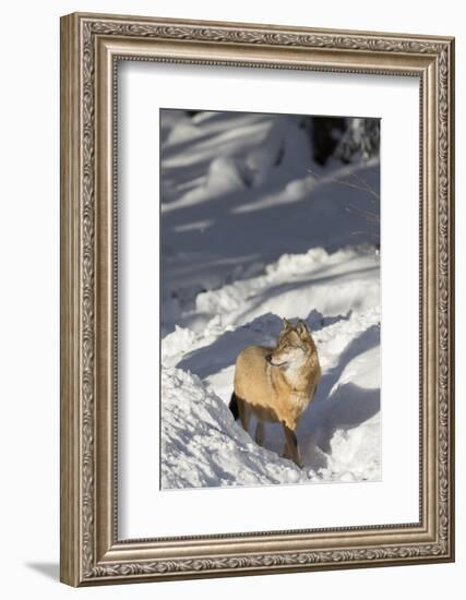 Gray Wolf During Winter in National Park Bavarian Forest. Bavaria, Germany-Martin Zwick-Framed Photographic Print