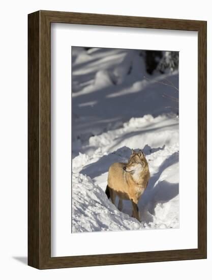 Gray Wolf During Winter in National Park Bavarian Forest. Bavaria, Germany-Martin Zwick-Framed Photographic Print