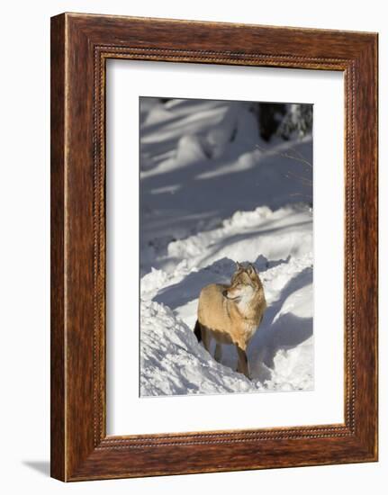 Gray Wolf During Winter in National Park Bavarian Forest. Bavaria, Germany-Martin Zwick-Framed Photographic Print