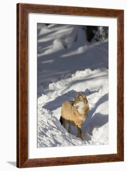 Gray Wolf During Winter in National Park Bavarian Forest. Bavaria, Germany-Martin Zwick-Framed Photographic Print