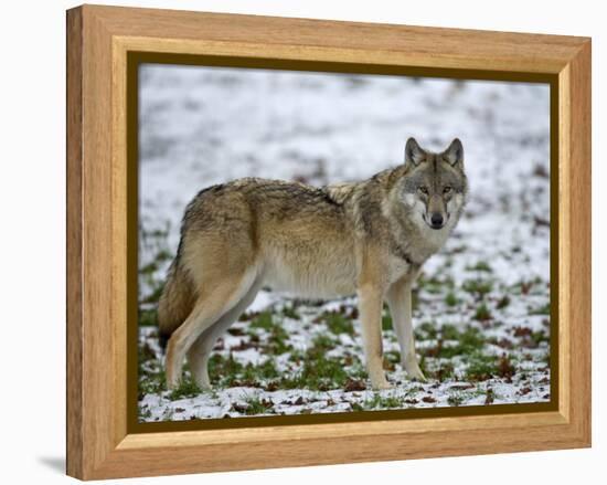 Gray Wolf (Grey Wolf), Canis Lupus, Wildlife Preserve, Rheinhardswald, Germany, Europe-Thorsten Milse-Framed Premier Image Canvas