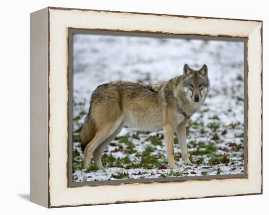 Gray Wolf (Grey Wolf), Canis Lupus, Wildlife Preserve, Rheinhardswald, Germany, Europe-Thorsten Milse-Framed Premier Image Canvas