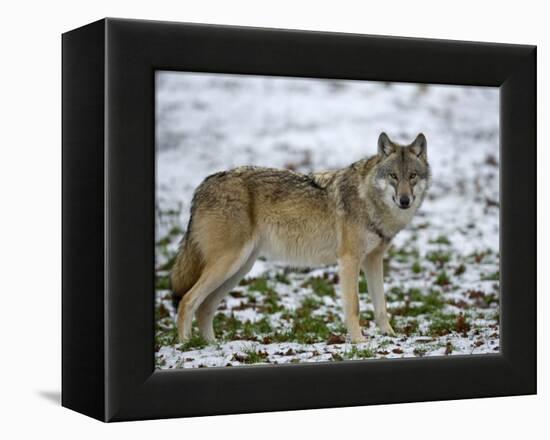 Gray Wolf (Grey Wolf), Canis Lupus, Wildlife Preserve, Rheinhardswald, Germany, Europe-Thorsten Milse-Framed Premier Image Canvas