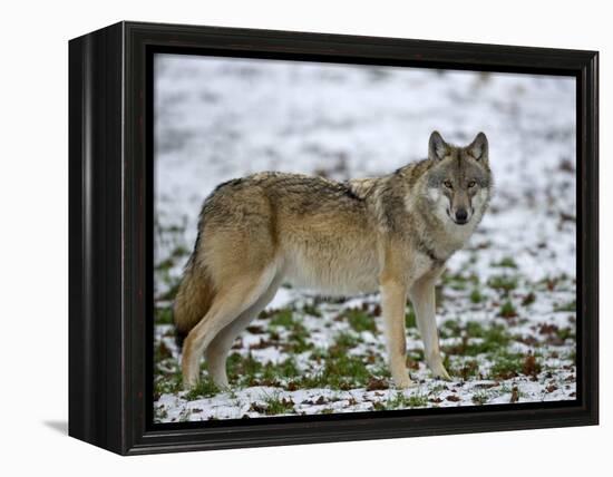 Gray Wolf (Grey Wolf), Canis Lupus, Wildlife Preserve, Rheinhardswald, Germany, Europe-Thorsten Milse-Framed Premier Image Canvas