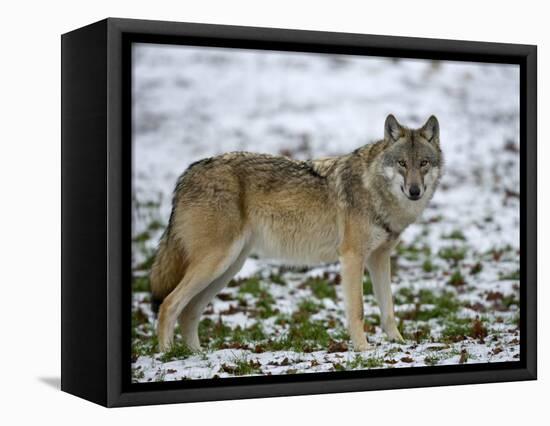 Gray Wolf (Grey Wolf), Canis Lupus, Wildlife Preserve, Rheinhardswald, Germany, Europe-Thorsten Milse-Framed Premier Image Canvas