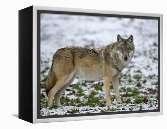 Gray Wolf (Grey Wolf), Canis Lupus, Wildlife Preserve, Rheinhardswald, Germany, Europe-Thorsten Milse-Framed Premier Image Canvas