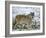 Gray Wolf (Grey Wolf), Canis Lupus, Wildlife Preserve, Rheinhardswald, Germany, Europe-Thorsten Milse-Framed Photographic Print