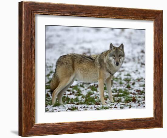 Gray Wolf (Grey Wolf), Canis Lupus, Wildlife Preserve, Rheinhardswald, Germany, Europe-Thorsten Milse-Framed Photographic Print