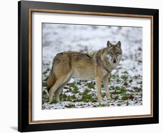 Gray Wolf (Grey Wolf), Canis Lupus, Wildlife Preserve, Rheinhardswald, Germany, Europe-Thorsten Milse-Framed Photographic Print