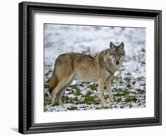 Gray Wolf (Grey Wolf), Canis Lupus, Wildlife Preserve, Rheinhardswald, Germany, Europe-Thorsten Milse-Framed Photographic Print