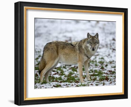 Gray Wolf (Grey Wolf), Canis Lupus, Wildlife Preserve, Rheinhardswald, Germany, Europe-Thorsten Milse-Framed Photographic Print