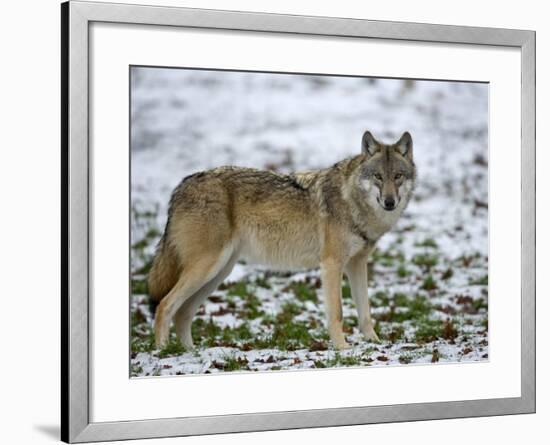 Gray Wolf (Grey Wolf), Canis Lupus, Wildlife Preserve, Rheinhardswald, Germany, Europe-Thorsten Milse-Framed Photographic Print