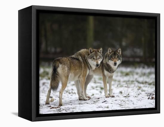 Gray Wolf (Grey Wolf), Canis Lupus, Wildlife Preserve, Rheinhardswald, Germany, Europe-Thorsten Milse-Framed Premier Image Canvas