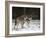 Gray Wolf (Grey Wolf), Canis Lupus, Wildlife Preserve, Rheinhardswald, Germany, Europe-Thorsten Milse-Framed Photographic Print