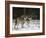 Gray Wolf (Grey Wolf), Canis Lupus, Wildlife Preserve, Rheinhardswald, Germany, Europe-Thorsten Milse-Framed Photographic Print