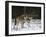 Gray Wolf (Grey Wolf), Canis Lupus, Wildlife Preserve, Rheinhardswald, Germany, Europe-Thorsten Milse-Framed Photographic Print