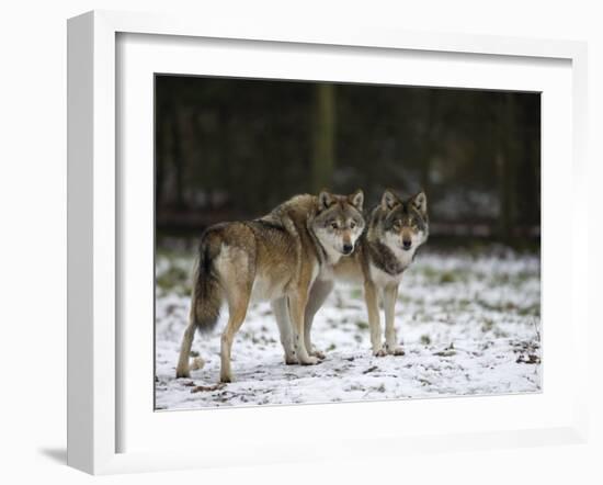 Gray Wolf (Grey Wolf), Canis Lupus, Wildlife Preserve, Rheinhardswald, Germany, Europe-Thorsten Milse-Framed Photographic Print