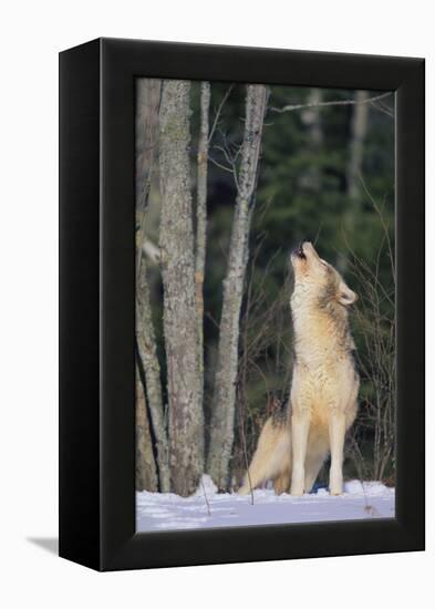 Gray Wolf Howling in Snow-DLILLC-Framed Premier Image Canvas