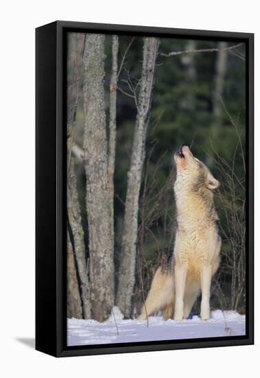 Gray Wolf Howling in Snow-DLILLC-Framed Premier Image Canvas