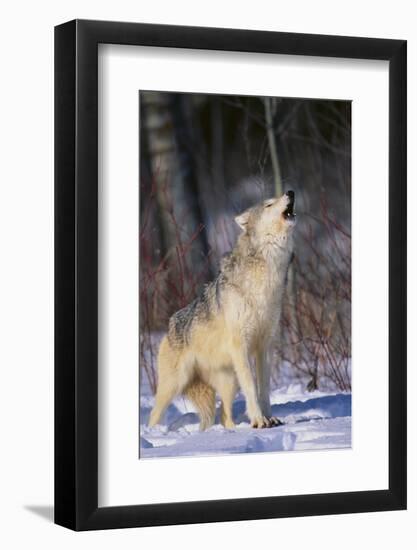 Gray Wolf Howling in Snow-DLILLC-Framed Photographic Print