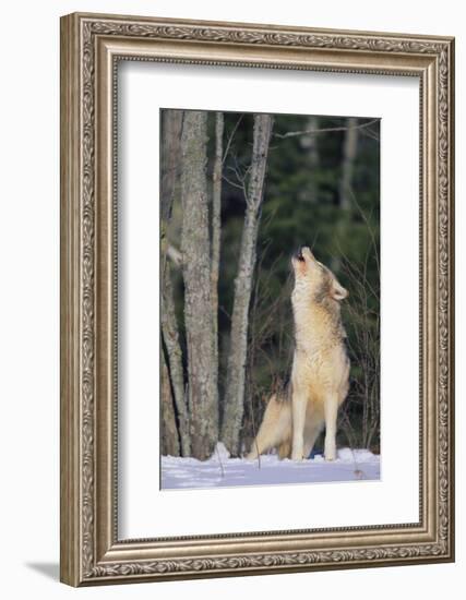 Gray Wolf Howling in Snow-DLILLC-Framed Photographic Print