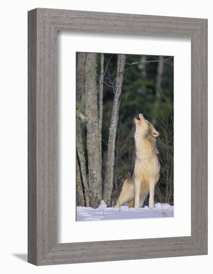 Gray Wolf Howling in Snow-DLILLC-Framed Photographic Print